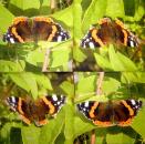 215 Butterflies - 3-ply - Click / Ihr