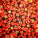 BEE-405 Beeren - 3-lagig - SIA