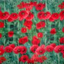 126 Anemonen, Mohn - 3-lagig