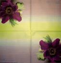 200 Anemones, Poppy - 3-ply - Chris Piper