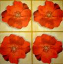 200 Anemones, Poppy - 3-ply - Chris Piper