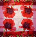 200 Anemones, Poppy - 3-ply - Chris Piper
