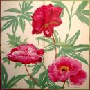 080 Anemones, Poppy - 3-ply