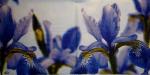 084 Lilies - 3-ply (blue) - Paw