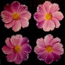279 Daisies - 3-ply - Ihr