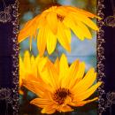 001 Sunflowers - 3 ply