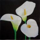 022 Calla - 3-ply