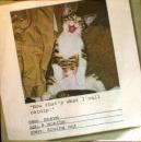 119 Cats - 3-ply - James Edgar - CS