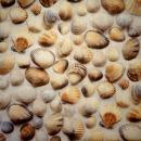 094 Shellfish - 3-ply (blue) - Home Fashion