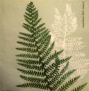 097 Plants - 3-ply