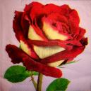 206 Rosen - 3-lagig  - Atelier - CS