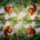 030 Eichhörnchen