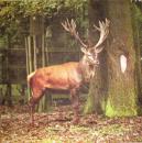 098 Deer (98) - Tembergen