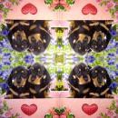 HUN-011 Dogs - 3-ply