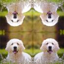 HUN-332 Dogs - 3-ply