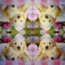HUN-333 Dogs - 3-ply - Creativ Image - Greg Cuddiford
