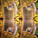 062 Animals Autumn - 3-ply - Atelier