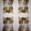 999.085 Cats (85)
